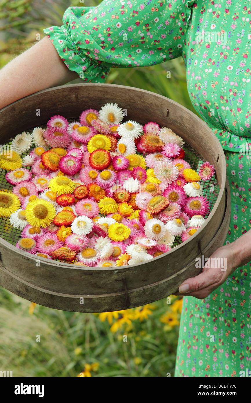 Fiori di paglia. Donna giardiniere di fiori con colorate teste di fiori di Xerochrysum bracteatum, (Helichrysums), che si asciugano in un enigma da giardino per l'artigianato floreale. Foto Stock