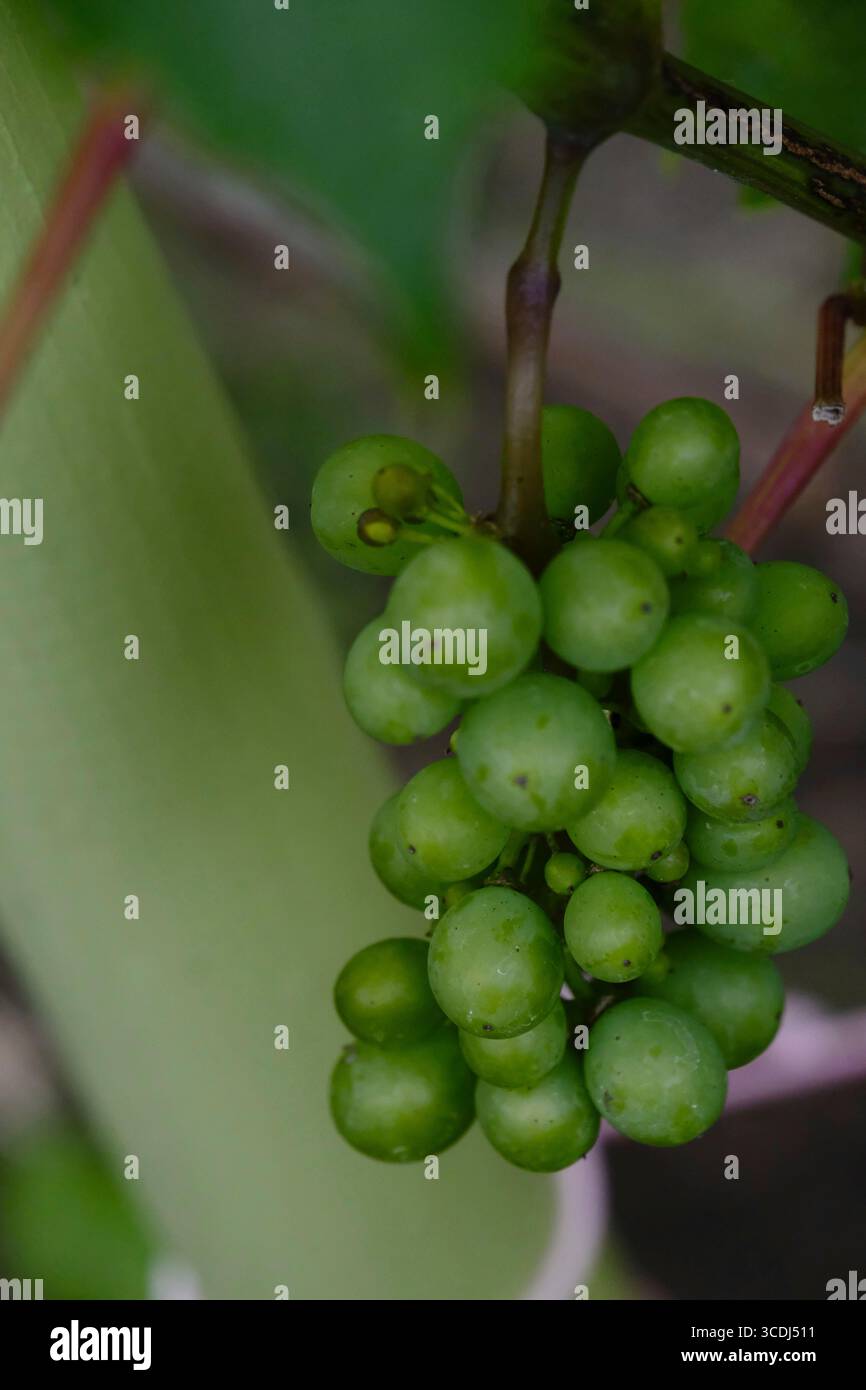 Piccolo mazzo di uve resistenti Vitis Brant maturate su assegnazione nel Regno Unito Foto Stock