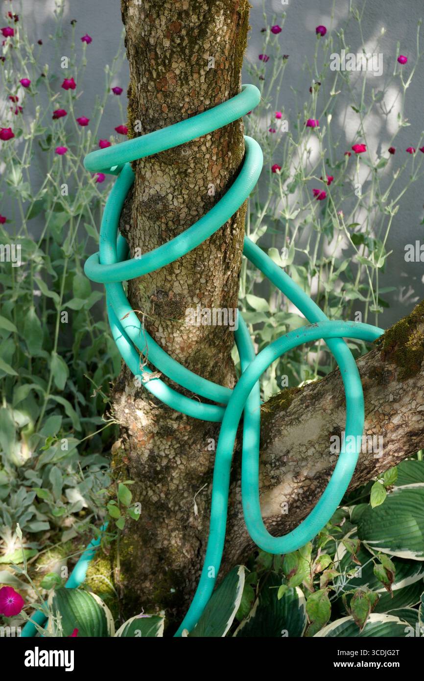 Tubo verde brillante da giardino avvolto intorno a un tronco di albero Foto Stock