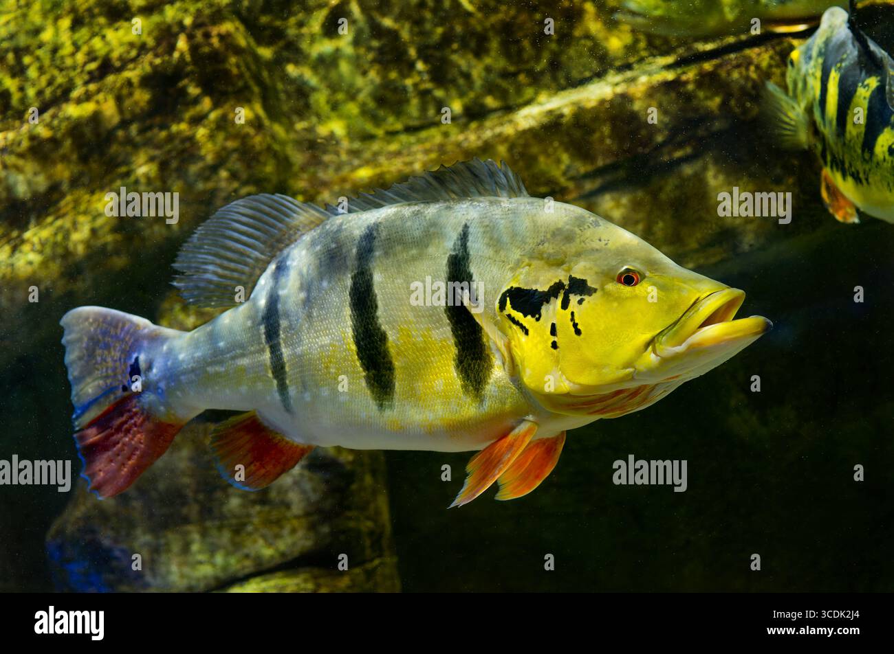 Cichla ocellaris enorme galleggiante sott'acqua Foto Stock