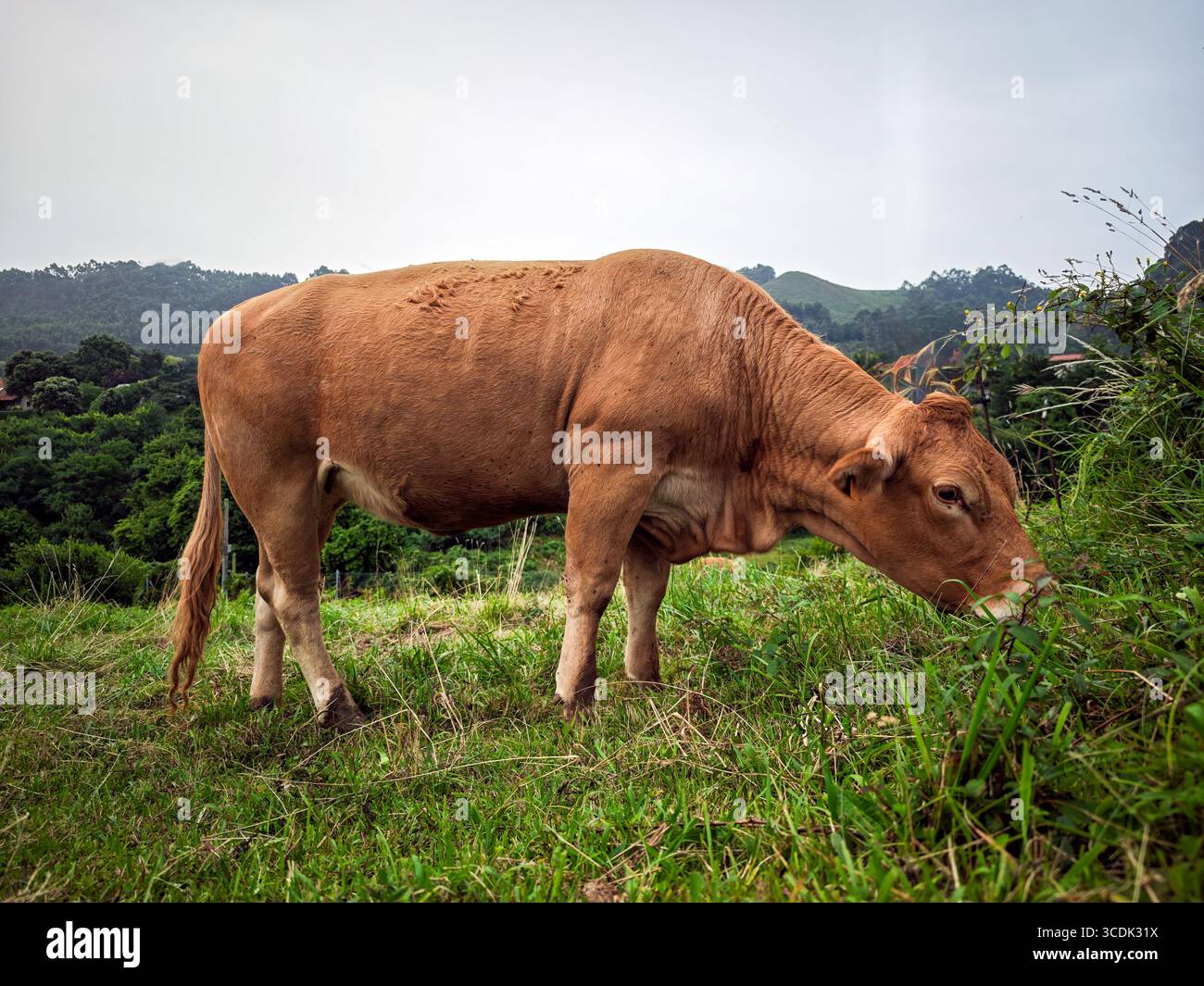 Una mucca Tudanca pascolò su un'erba lussureggiante a Pechon, Cantabria, mostrando la sua adattabilità al paesaggio unico della regione. Foto Stock