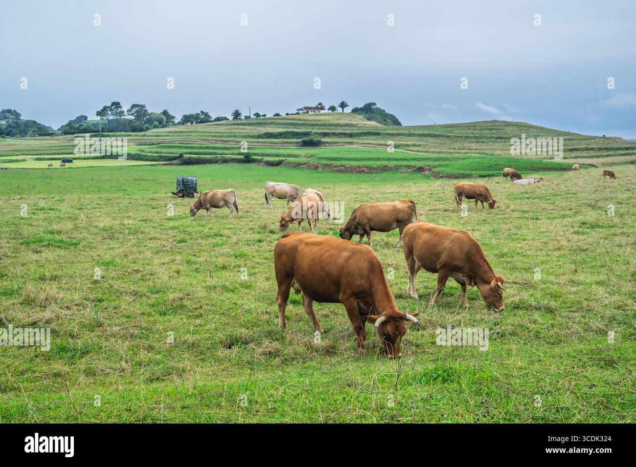 Le mucche Tudanca con cappotti grigi pascolano pacificamente nei lussureggianti pascoli di Pechon, mostrando la bellezza della campagna della Cantabria. Foto Stock