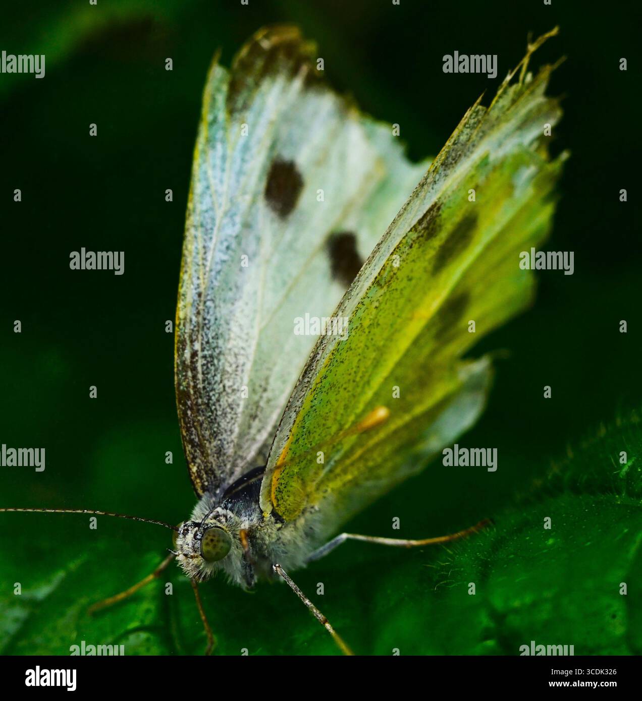 Immagine ravvicinata della grande farfalla bianca, Pieris brassicae, Cabbage White. Foto Stock