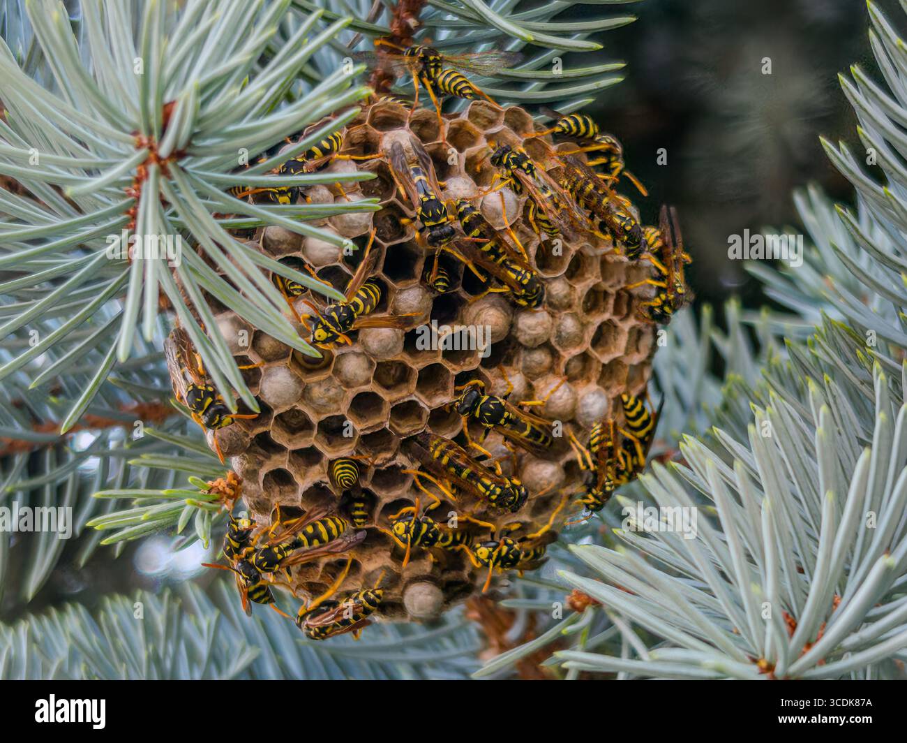 WASP nidificano tra i rami di pino primo piano su vespe attive su cellule contenenti larve Foto Stock