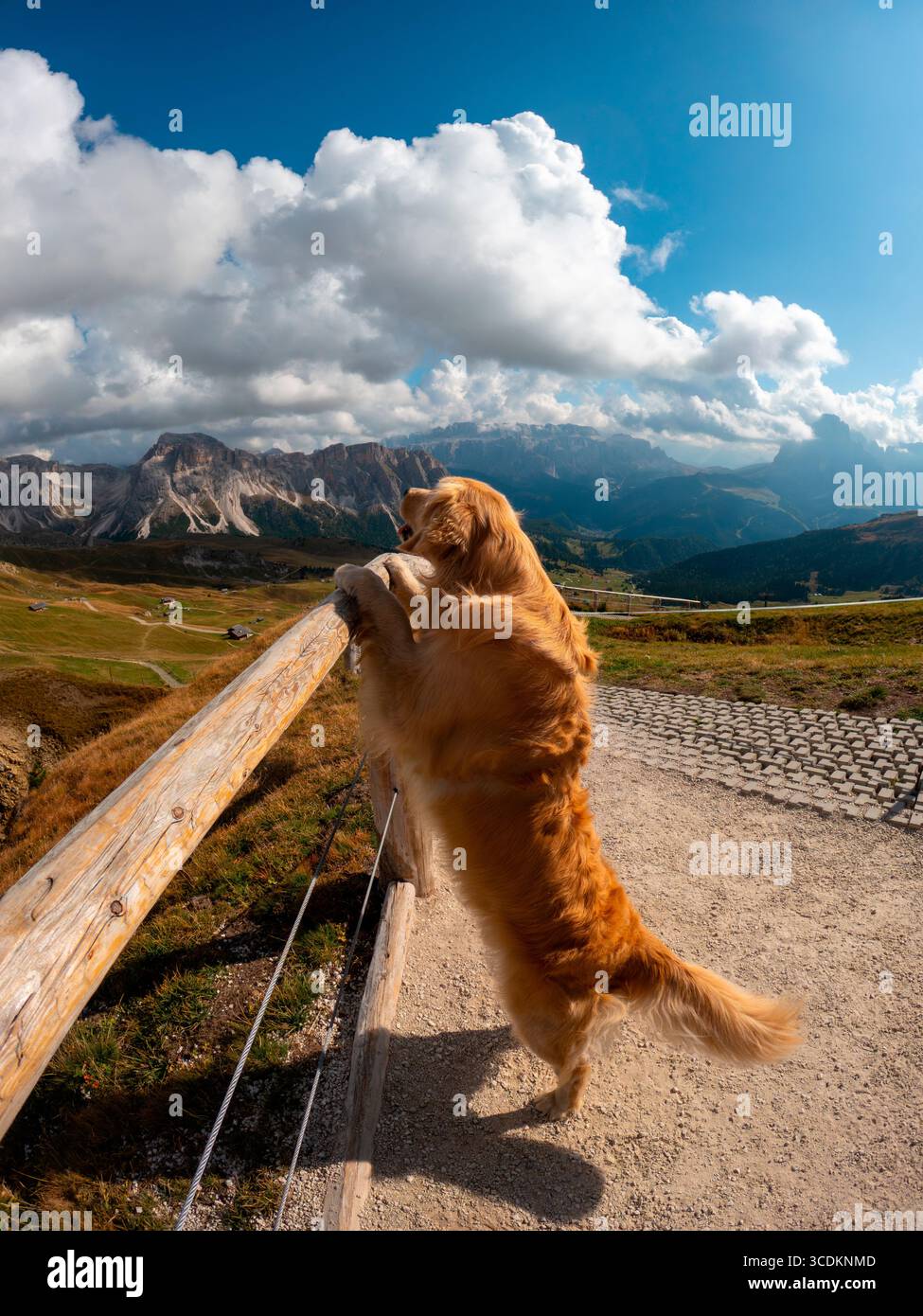 Cane Golden retriever in piedi sulle zampe posteriori e appoggiato a una recinzione di legno, che si gode la vista panoramica sulle montagne sotto un cielo blu nuvoloso. Foto Stock