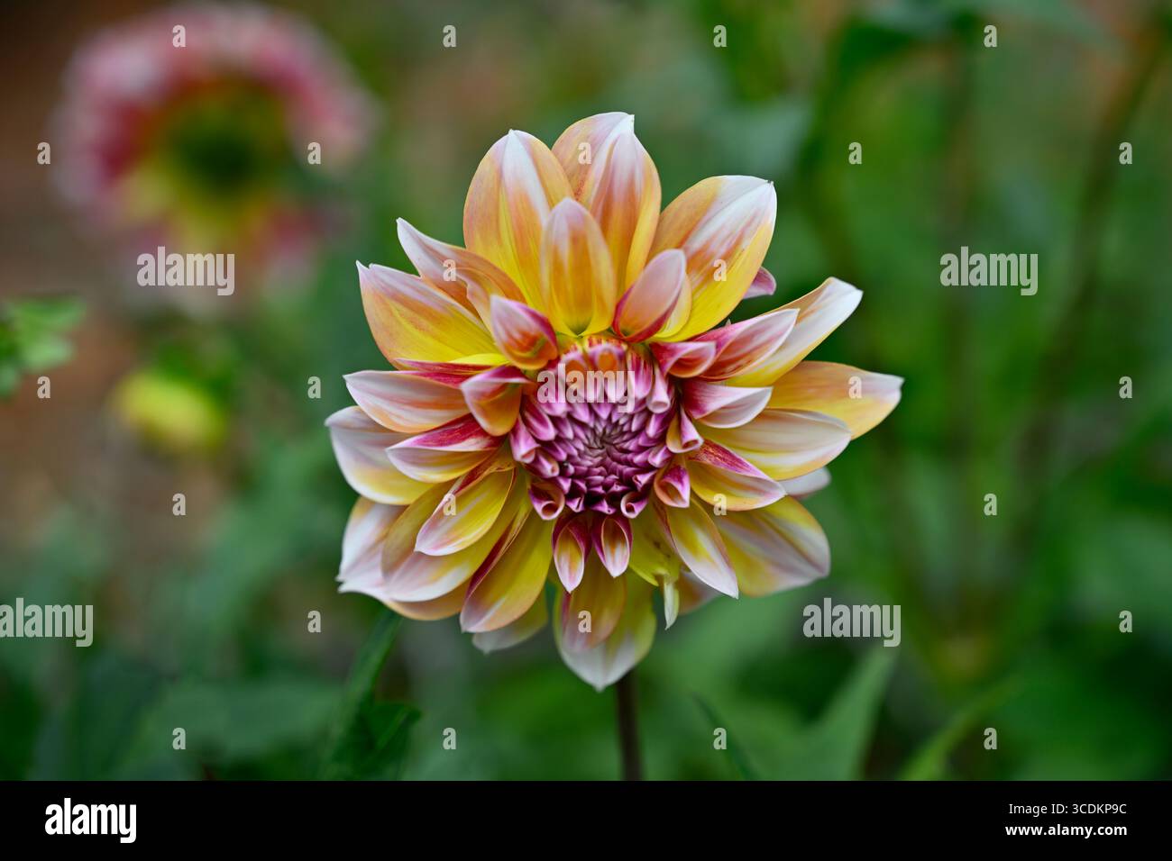 Fiore autunnale rosa e giallo di Dahlia Caribbean Fantasy UK Garden agosto Foto Stock