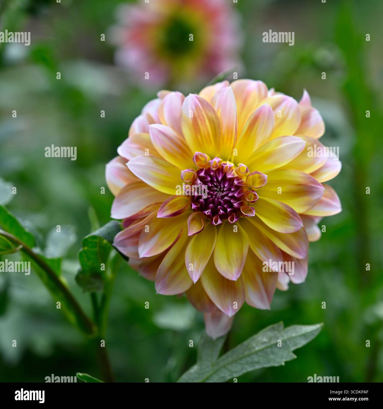 Fiori autunnali rosa e giallo di Dahlia Caribbean Fantasy UK Garden agosto Foto Stock