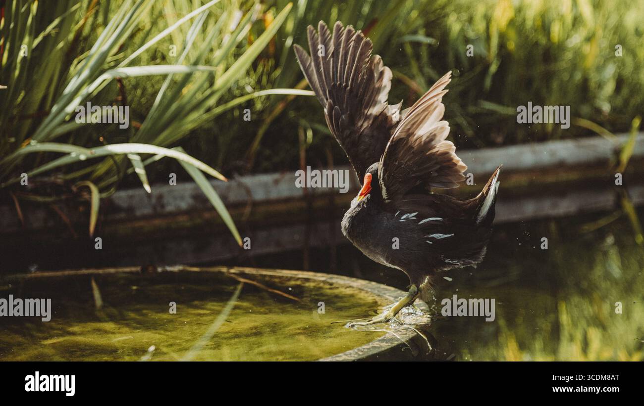 Uccello acquatico catturato nell’attimo del decollo da uno specchio d’acqua naturale, fotografia Wildlife ad alta definizione in luce naturale. Foto Stock