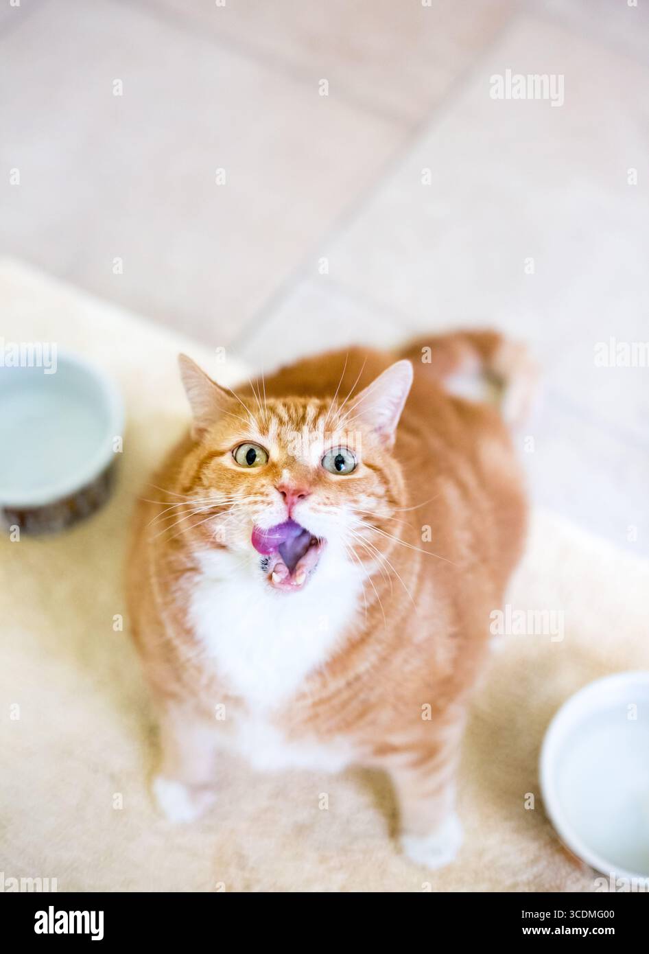 Un gatto shorthair in sovrappeso seduto accanto a ciotole vuote e leccato le labbra Foto Stock