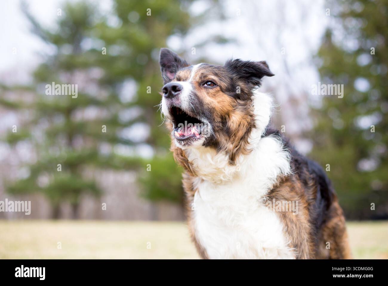 Un cane reattivo di razza mista che abbaiava all'aperto Foto Stock