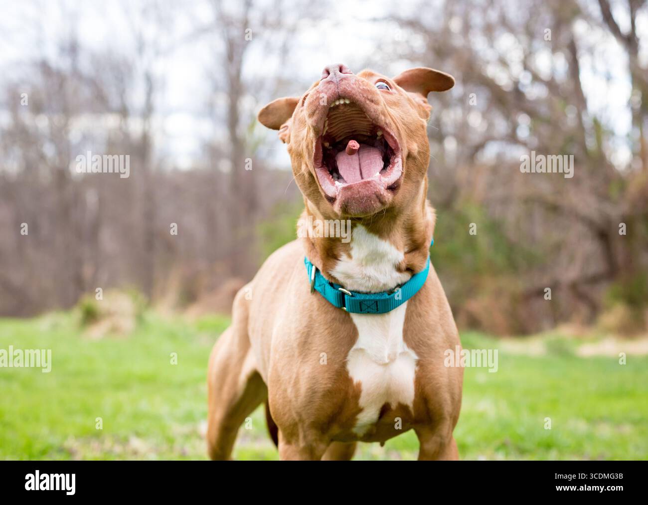 Un cane di razza mista Pit Bull Terrier che apre la bocca per catturare una delizia in aria Foto Stock