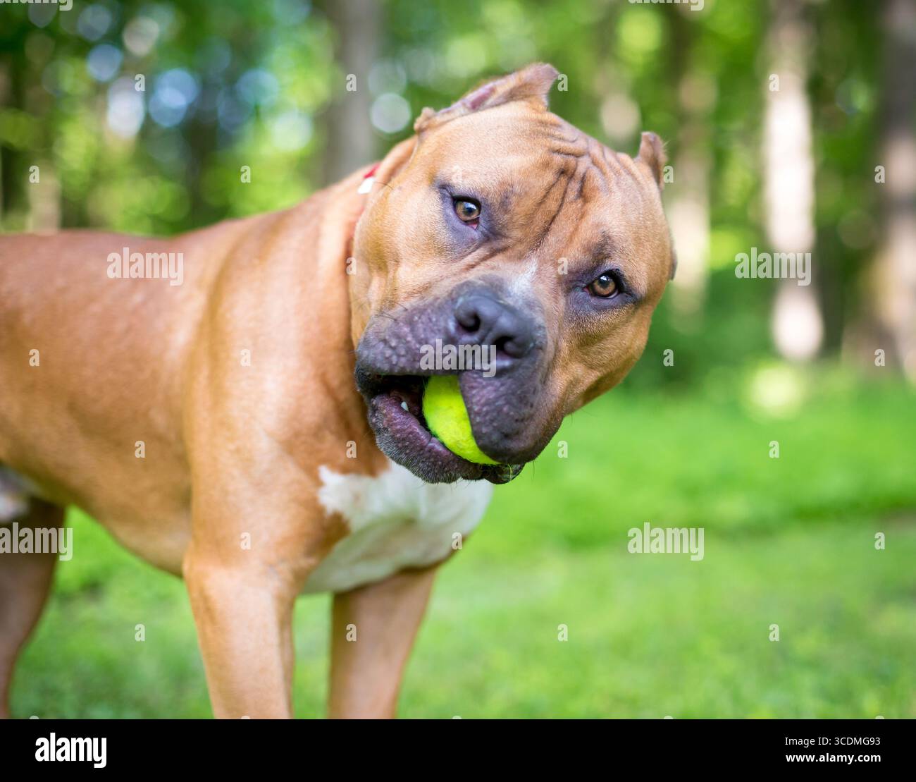 Un cane di razza mista Mastiff che tiene una palla in bocca e guarda la telecamera con un'inclinazione della testa Foto Stock
