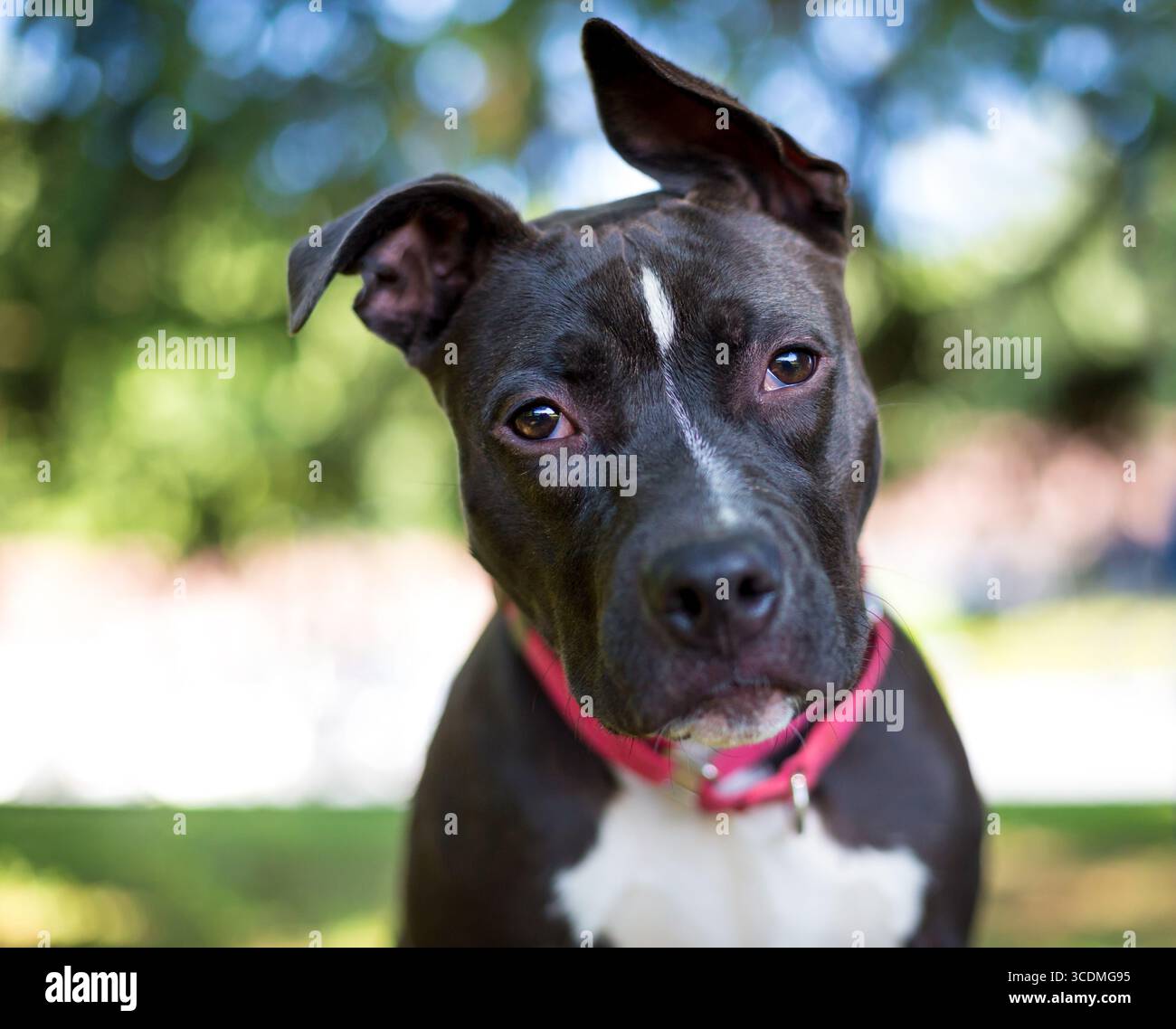 Un cane di razza mista Pit Bull Terrier bianco e nero con orecchie floppy che ascoltano con un'inclinazione della testa Foto Stock Un cane di razza mista Pit Bull Terrier bianco e nero con orecchie floppy che ascoltano con un'inclinazione della testa Foto Stock