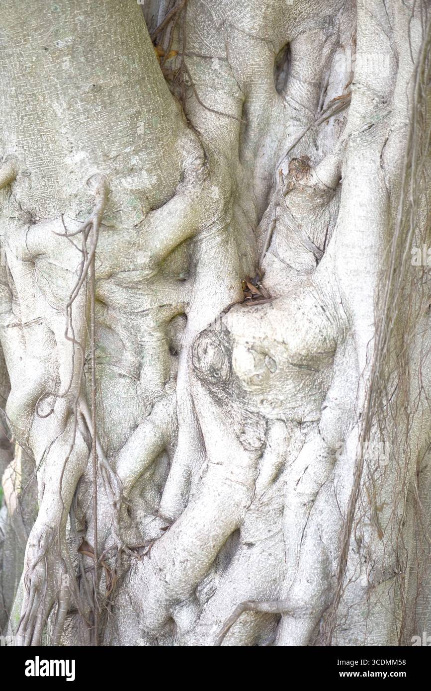 Florida Strangler Fig (Ficus aurea) tendini, radici e tronco. Questo albero cresce dall'alto verso il basso. Radice germinata di semi nei rami dei depositi di alberi Foto Stock