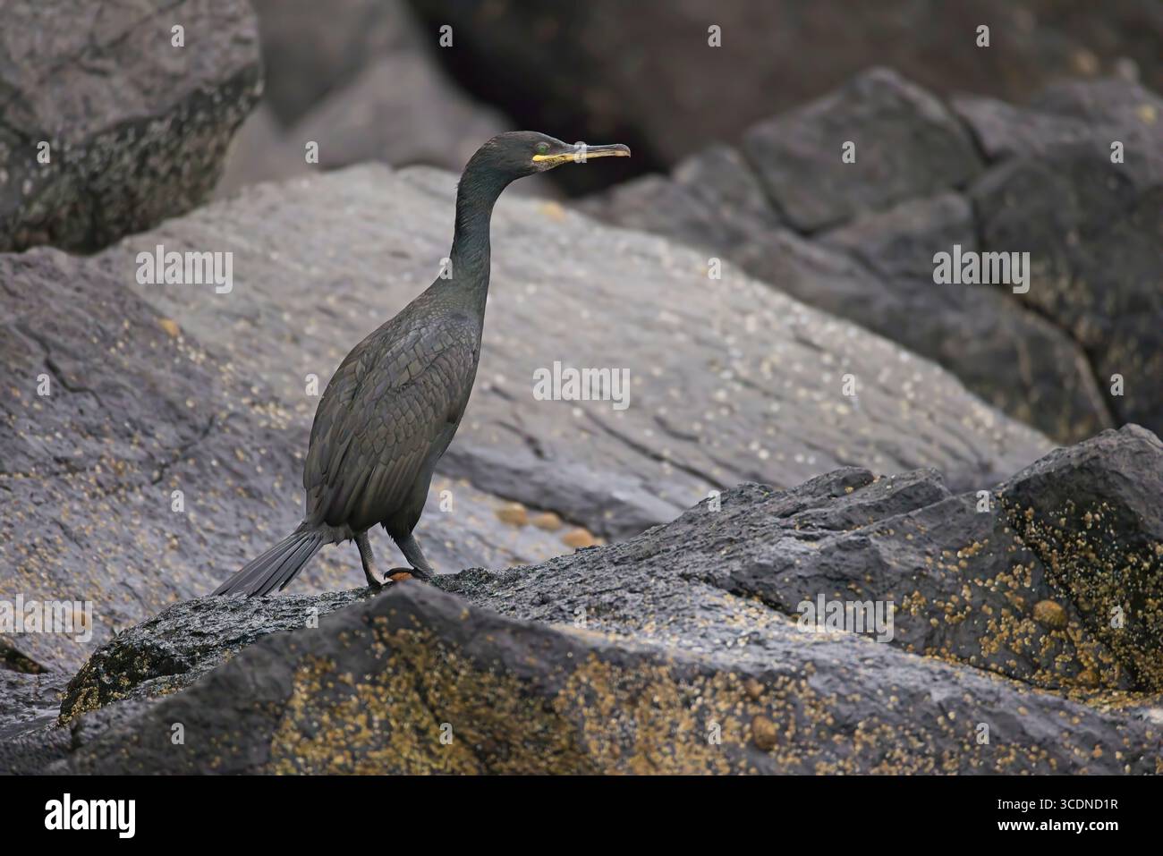 Shag europeo (Phalacrocorax aristatelis) (Sgarbh an sgùmain) arroccato su una roccia nelle Isole Shiant (Na h-eileanan Mòra) Isole occidentali, Scozia. Foto Stock