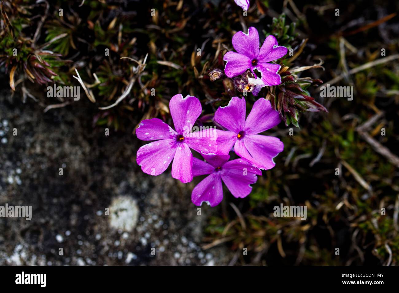 Phlox subulata la phlox strisciante, muschio phlox, rosa muschio o montagna phlox, è una specie di pianta in fiore della famiglia delle Polemoniaceae. Foto Stock