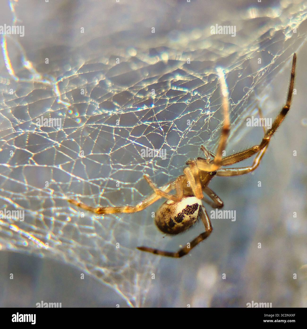 Primo piano di un ragno sulla sua intricata rete, che mostra dettagli di seta e motivi naturali. Foto Stock