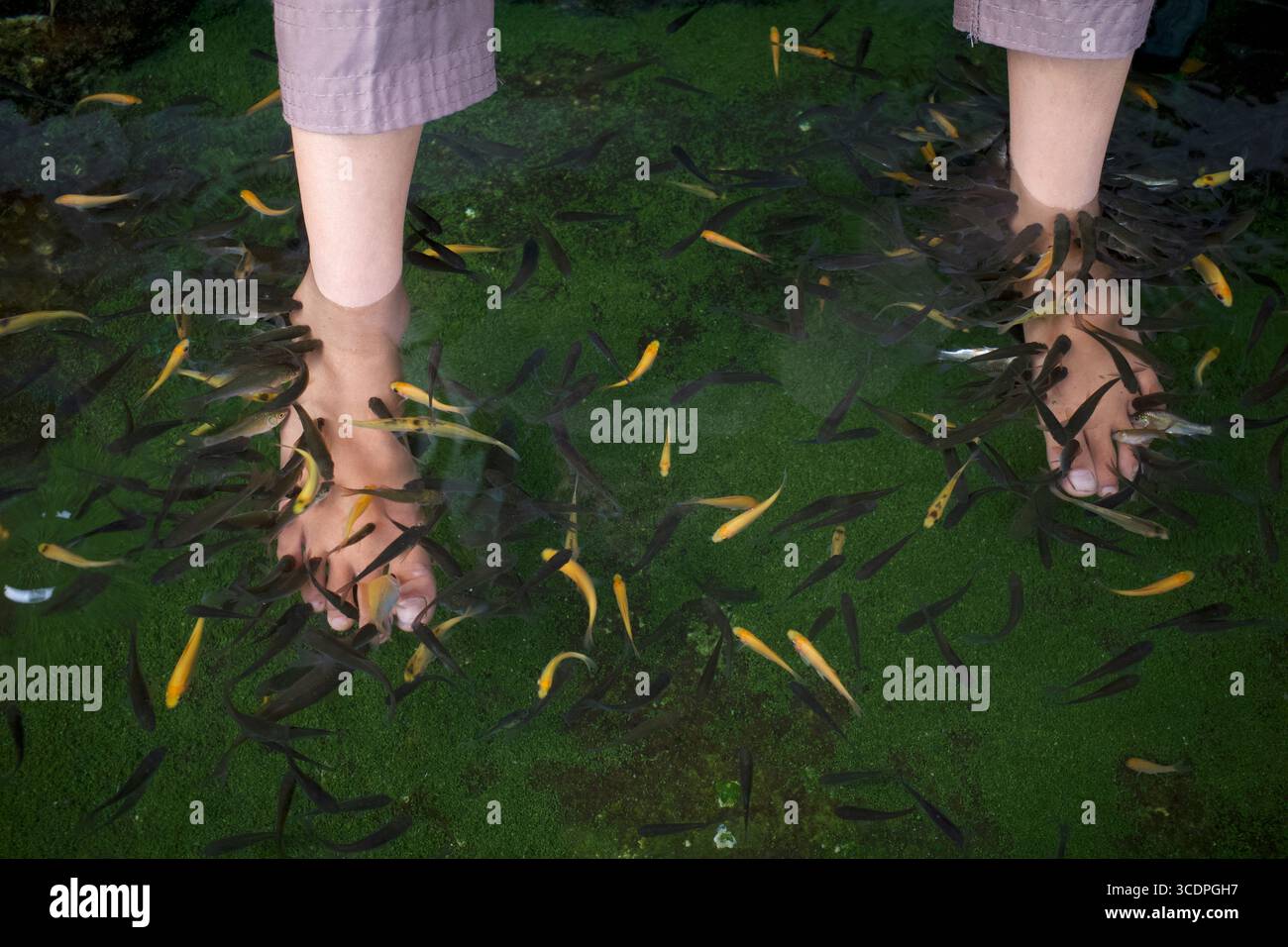 Un trattamento pedicure per pedicure di pesce Rufa Garra, conosciuto come ittioterapia o pesce medico. Foto Stock