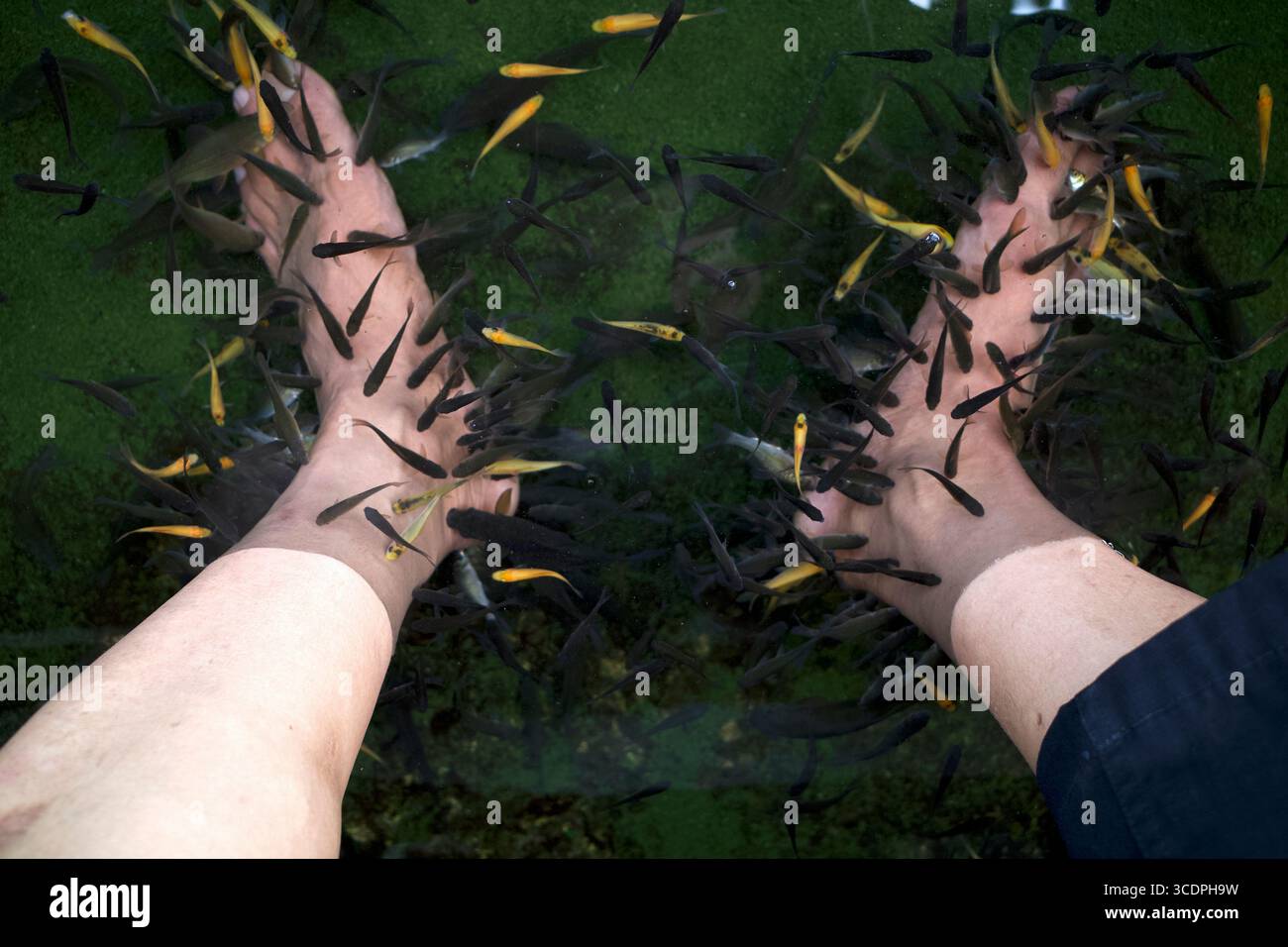 Un trattamento pedicure per pedicure di pesce Rufa Garra, conosciuto come ittioterapia o pesce medico. Foto Stock