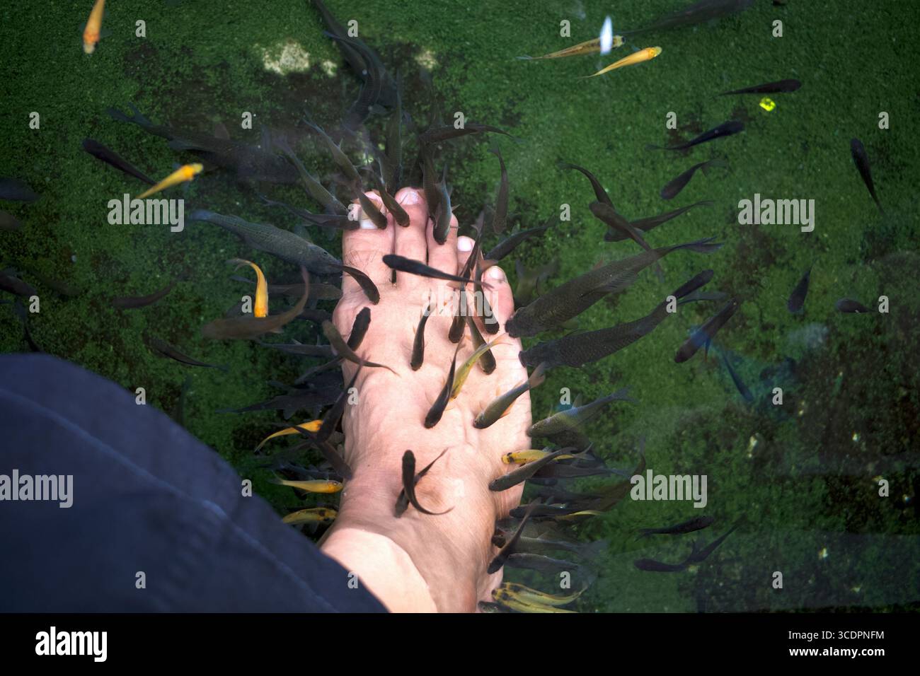 Un trattamento pedicure per pedicure di pesce Rufa Garra, conosciuto come ittioterapia o pesce medico. Foto Stock
