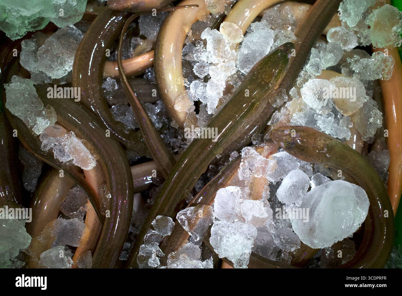 Belut Sawah, Monopterus albus, anguilla sulla scatola di ghiaccio al supermercato. Foto Stock