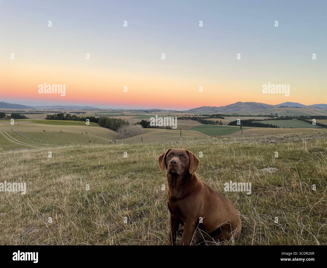 labrador al cioccolato godendosi il tramonto dorato in una fattoria con una vista rurale sulle colline ondulate in tarda estate. - Immagine stock catturata con smartphone