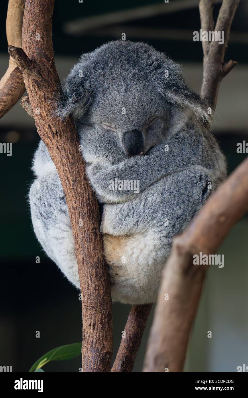 Un simpatico koala in cattività in un parco faunistico nel New South Wales, Australia Foto Stock