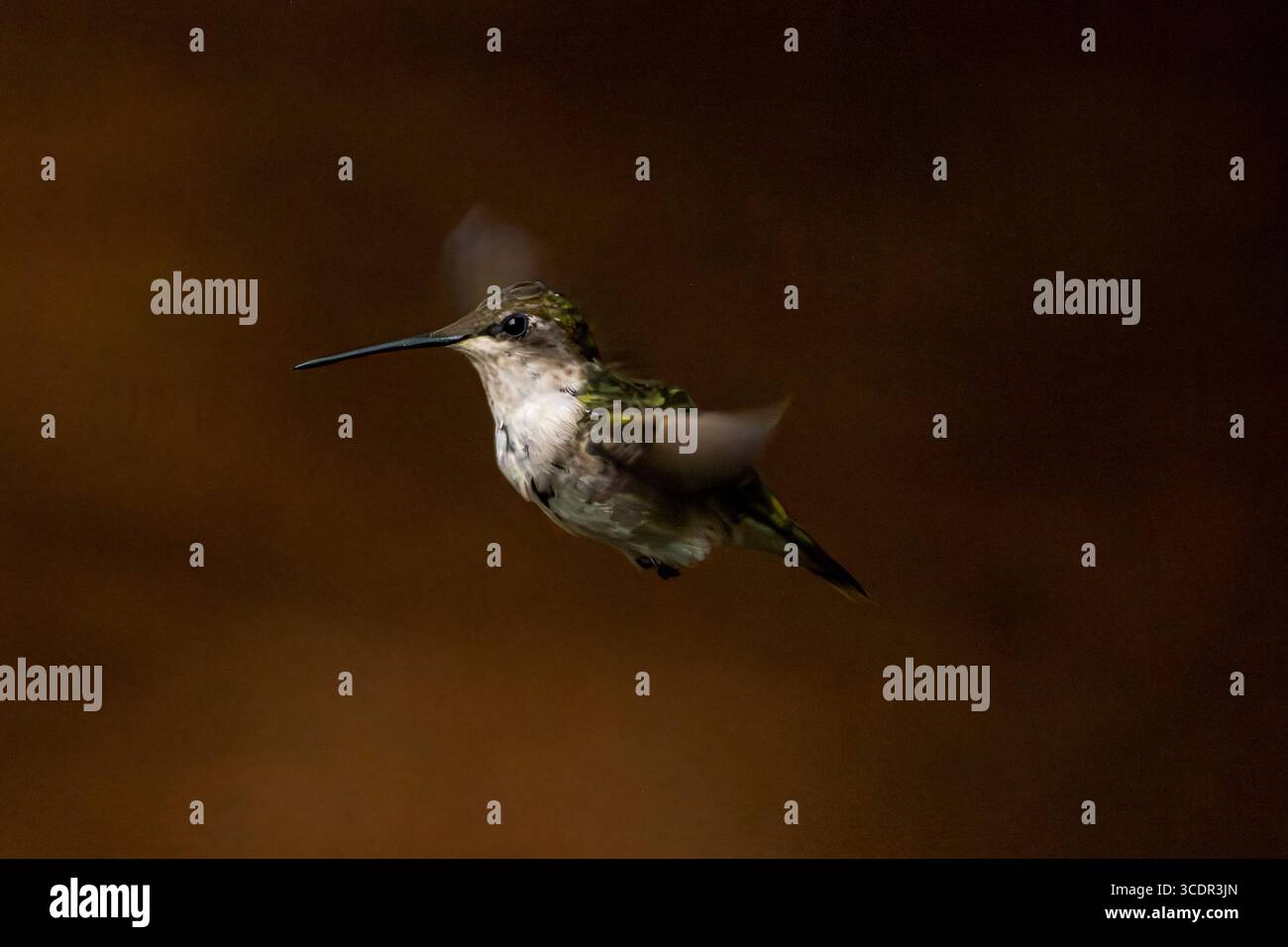Il colibrì si libra con le ali molto veloci. Foto Stock