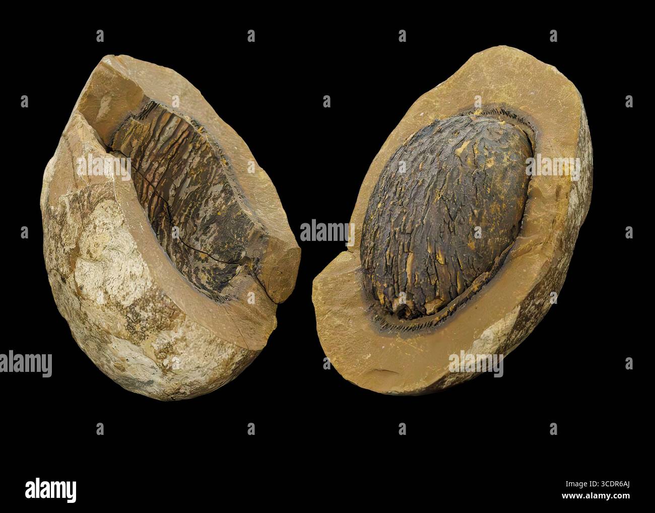 Calcestruzzo di fango calcitico che circonda una sfera di fango, rotto per rivelare la struttura interna. Foto Stock