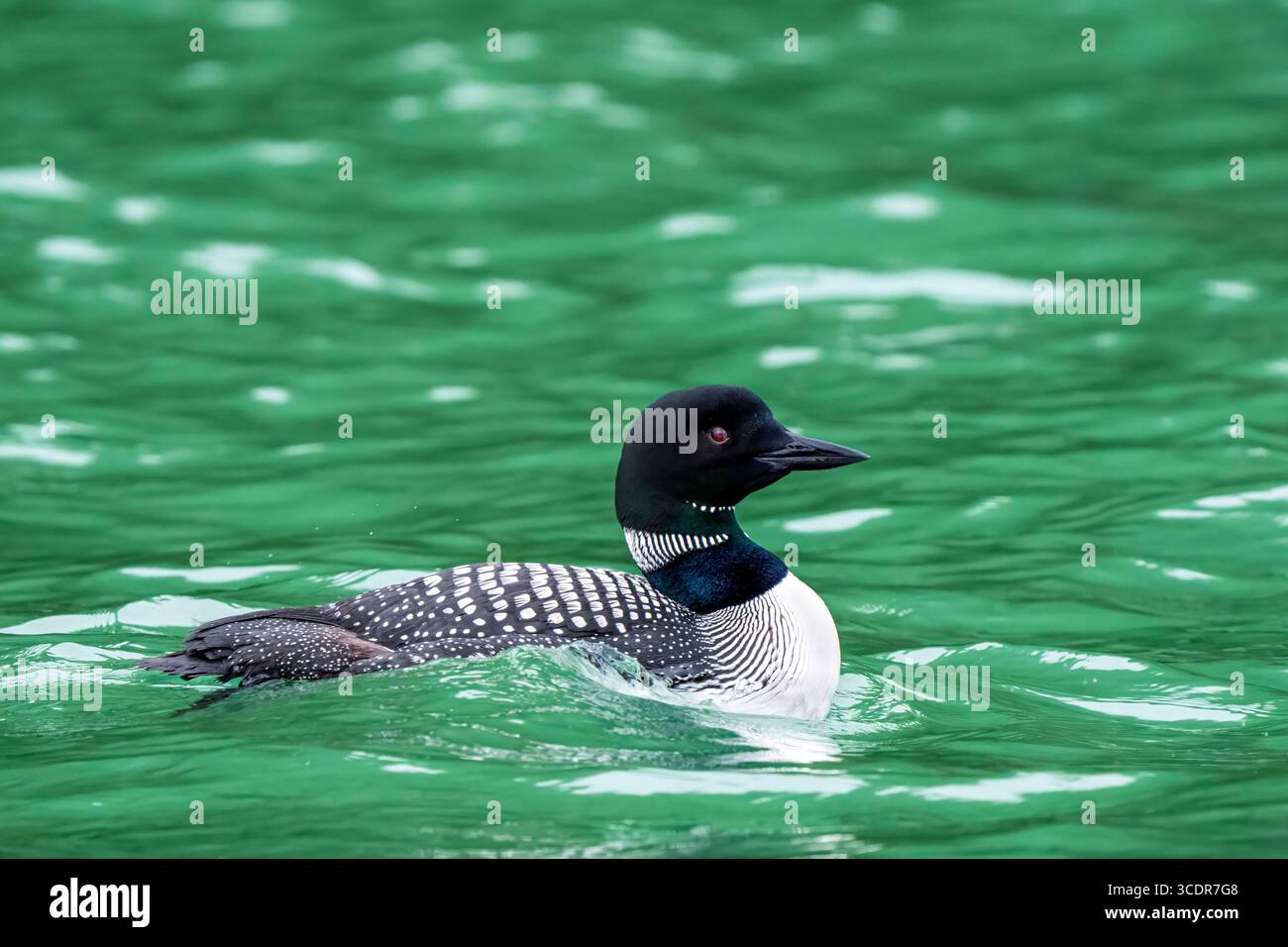 Un lago comune galleggiante a Glendale Cove, Kight Inlet, territorio tradizionale del Da'Naxda'xw Awaetlala First Nation, British Columbia, Canada Foto Stock