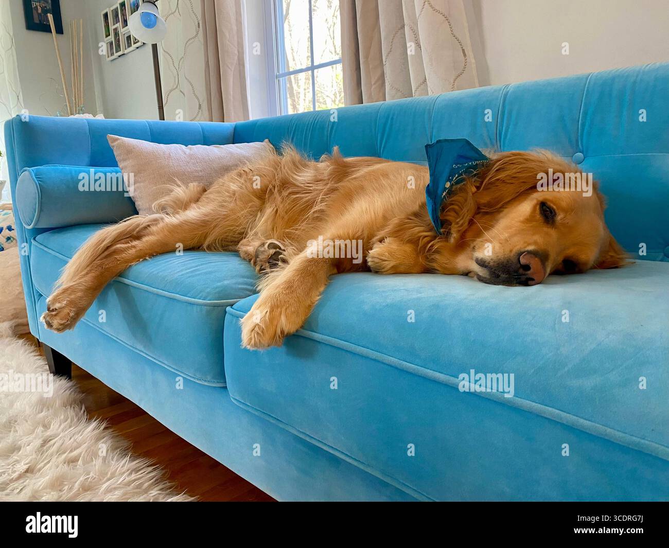 Un Golden Retriever molto assonnato pronto per un pisolino su un divano. Foto Stock