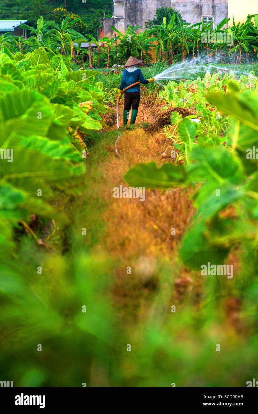 Un contadino del comune di Thanh Hoi, Binh Duong sta annaffiando il suo lussureggiante giardino verde, in mezzo alla tranquilla atmosfera della campagna. Foto Stock