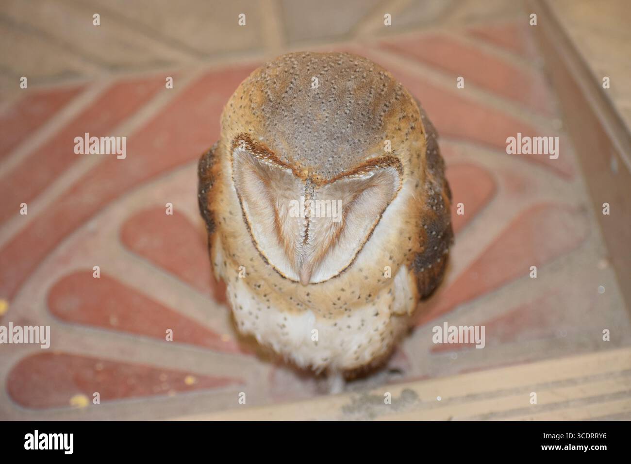 Gufo di stalla (Tyto alba) con volto a forma di cuore e piume dorate Foto Stock