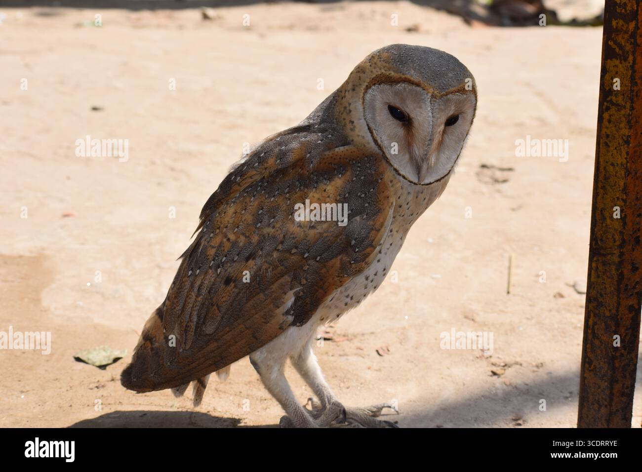Gufo di stalla (Tyto alba) con volto a forma di cuore e piume dorate Foto Stock