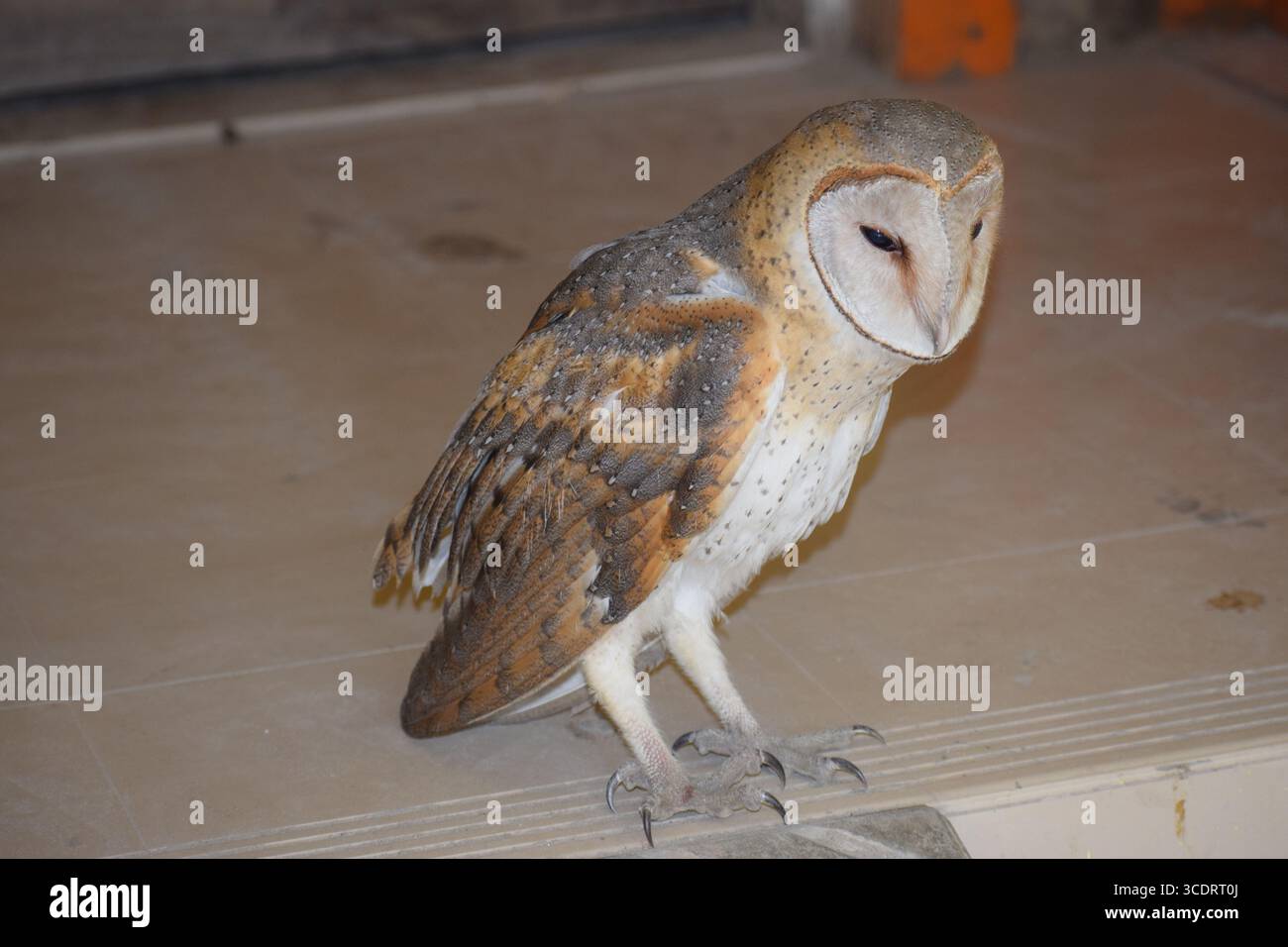 Gufo di stalla (Tyto alba) con volto a forma di cuore e piume dorate Foto Stock
