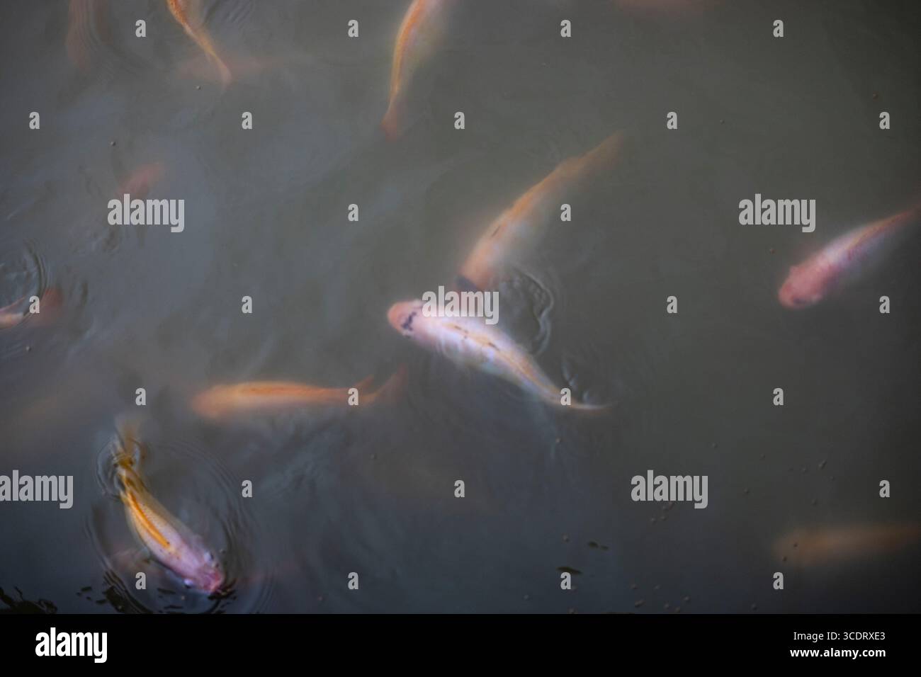 Gruppo di pesci rubini in attesa di essere nutriti, sfondi per pubblicità e sfondi nelle scene di pesca acquatiche e d'acqua dolce. Foto Stock