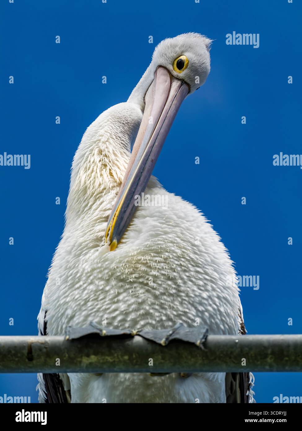 Pellicano australiano Foto Stock