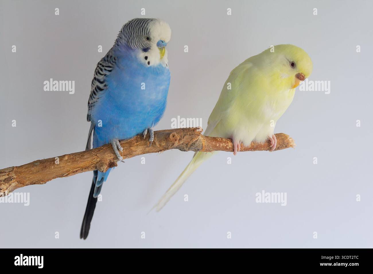 I budgerigari sono blu. Due pappagalli in gabbia. Un animale domestico. Pappagallo. Pelopsittacus undulatus Foto stock