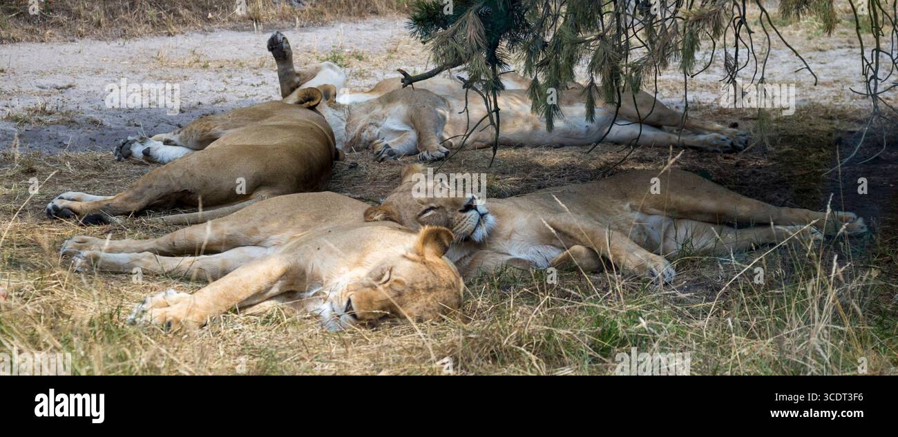Riposare i leoni che si rilassano insieme in un'ombra nella prateria Foto Stock