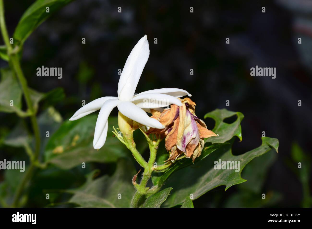 Un bellissimo Mogara, ( jasminum sambac) fiore di gelsomino arabo nel giardino Foto Stock