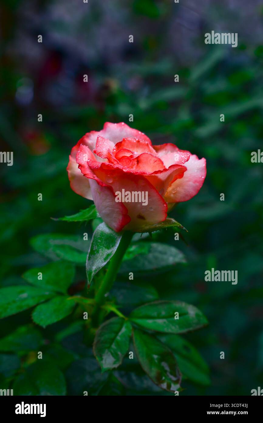 Primo piano di una rosa su sfondo verde scuro Foto Stock