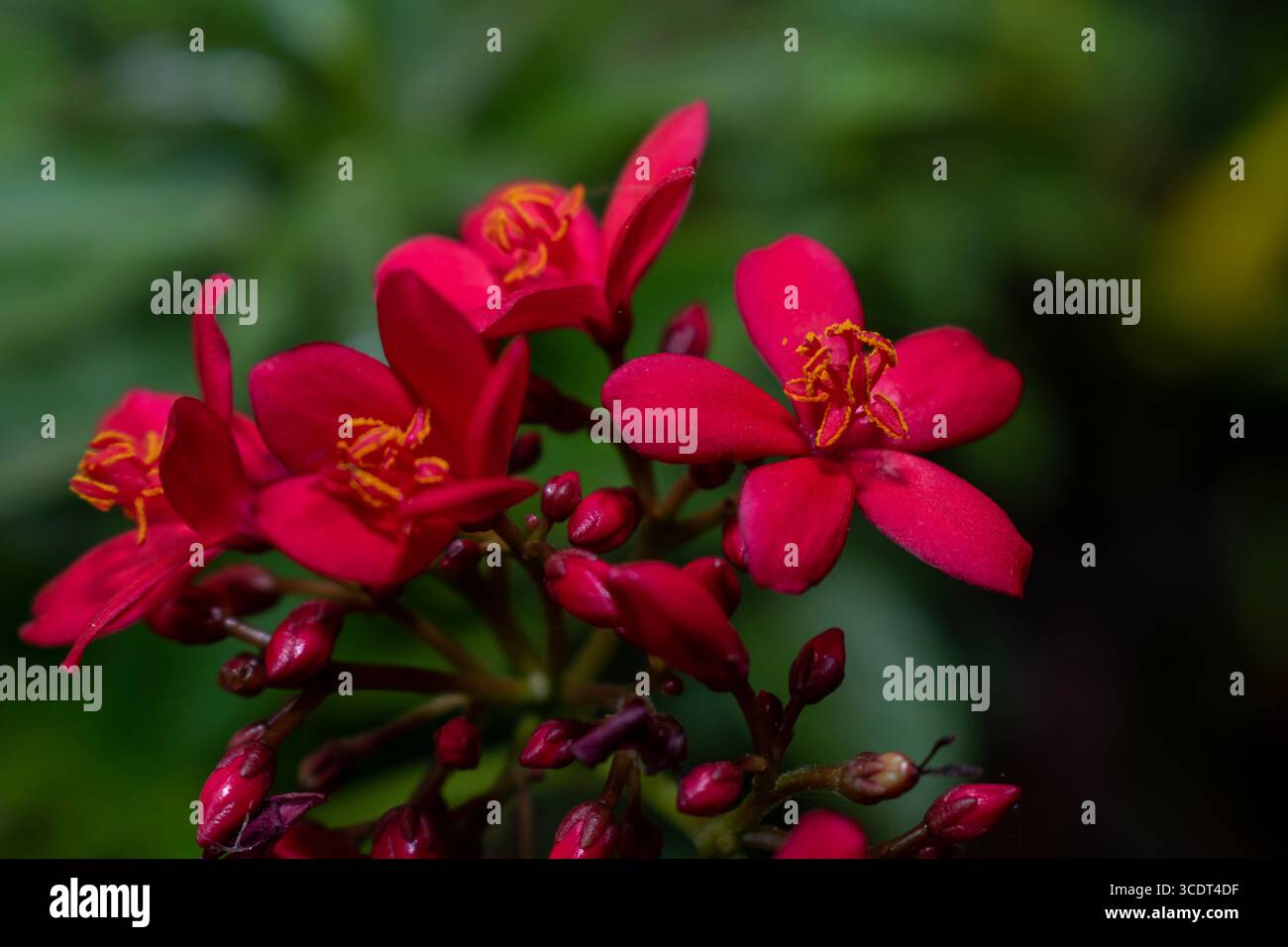 Primo piano di fiori rossi, giardino di fiori Foto Stock