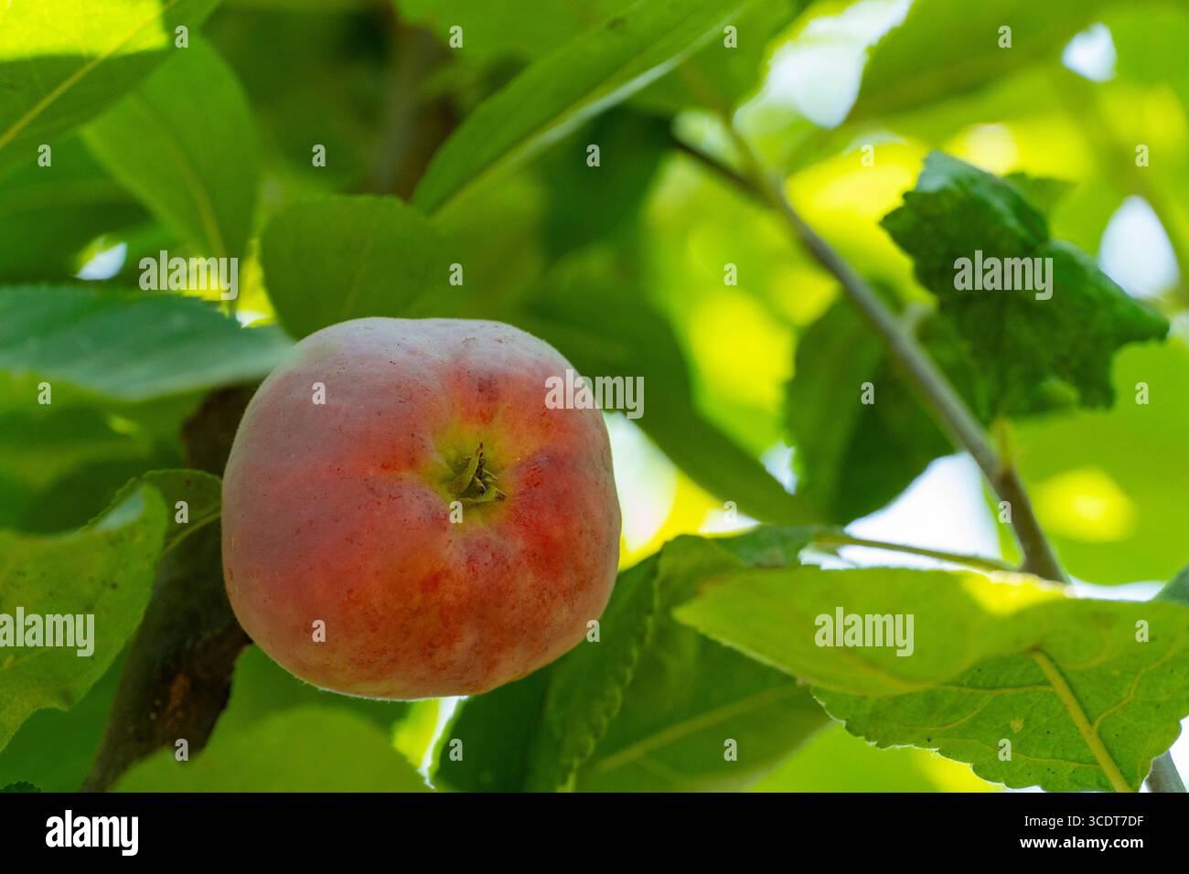 Un primo piano di una singola mela matura appesa a un ramo d'albero, incorniciata da foglie verdi lussureggianti, che evocano freschezza e abbondanza naturale Foto Stock