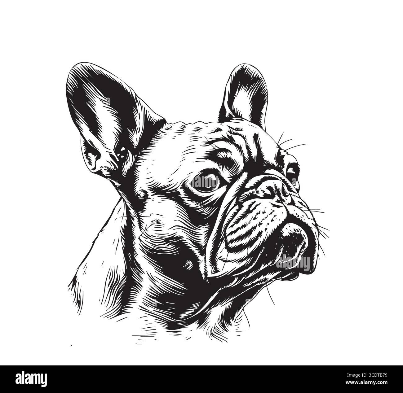 Testa Bulldog francese. Faccia da cane. Illustrazione Vettoriale