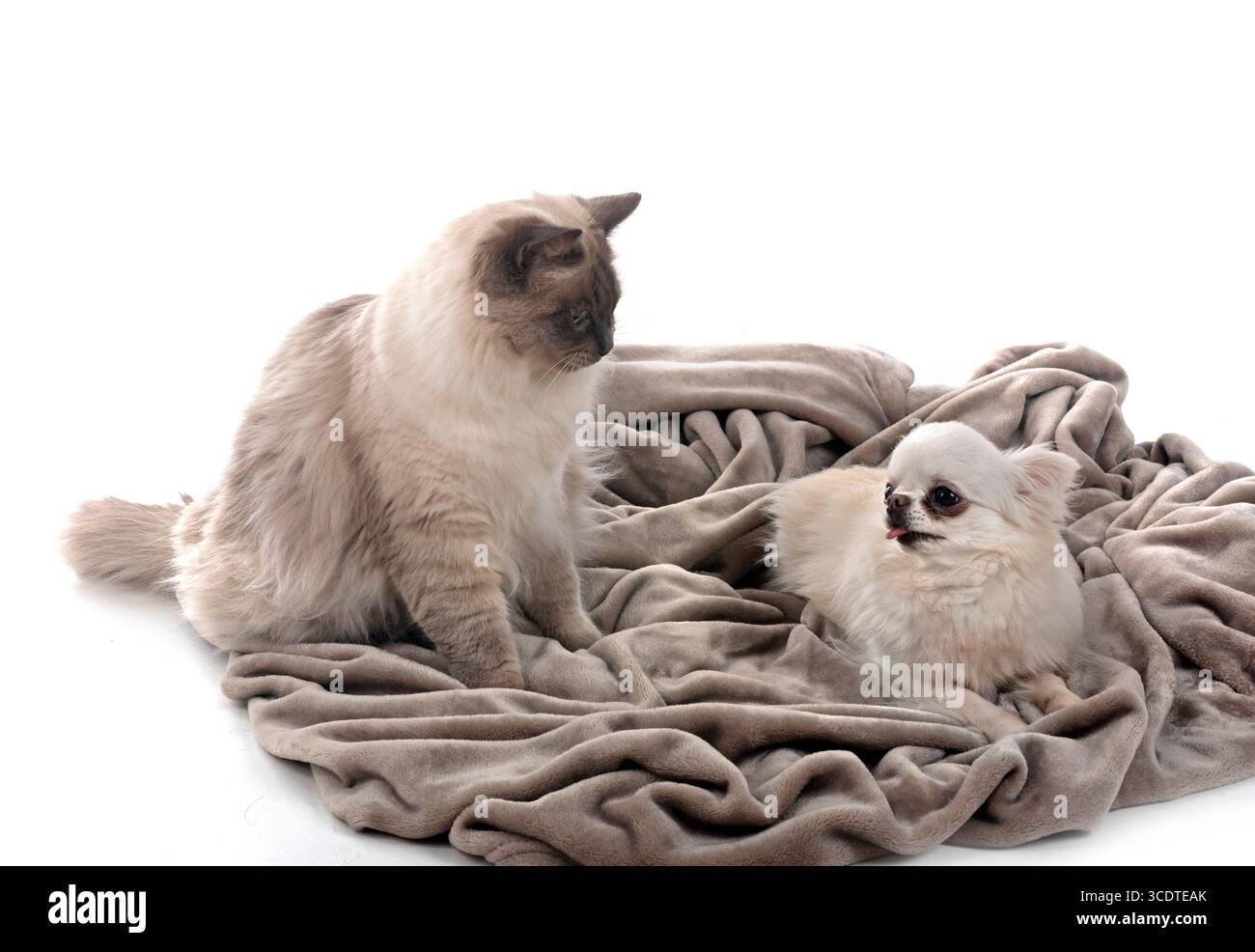 gatto siberiano e chihuahua davanti a sfondo bianco Foto Stock
