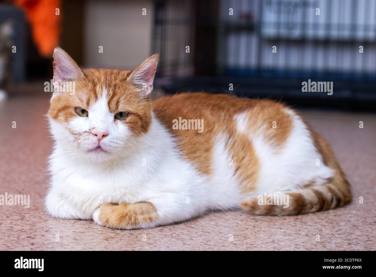 Immagini di Gatto Soriano Arancione | Scarica immagini gratuite su