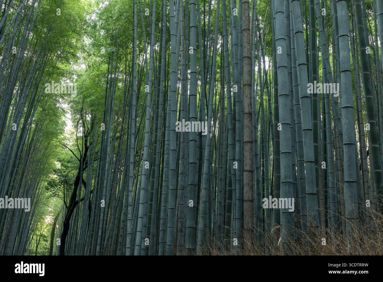I densi tronchi di bambù nella foresta di Arashiyama a Kyoto si innalzano verticalmente con luce soffusa che filtra attraverso il verde del fogliame creando un'atmosfera naturale tranquilla Foto Stock