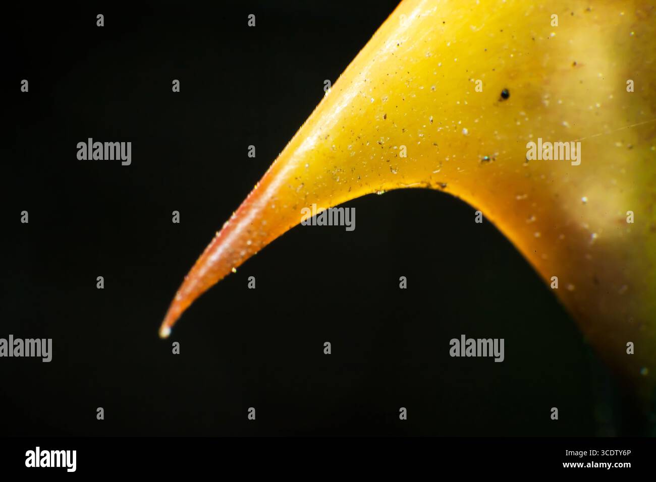 Spina di fiore di rosa su uno stelo in primo piano. Foto Stock