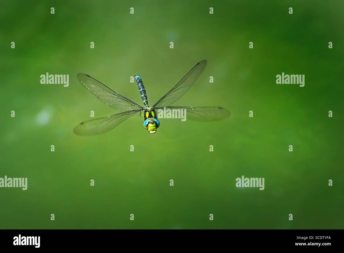 Falco meridionale (Aeshna cyanea) maschio in volo dal fronte Foto Stock