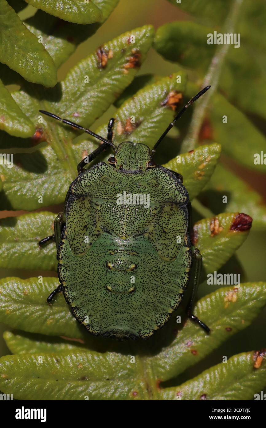 Common Green Shieldbug Palomena prasina - Ninfa finale Foto Stock